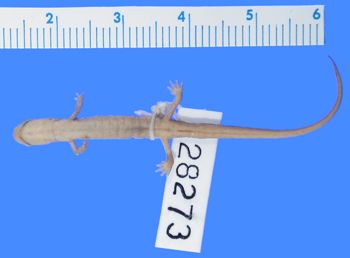 Media type: image; Herpetology A-28273